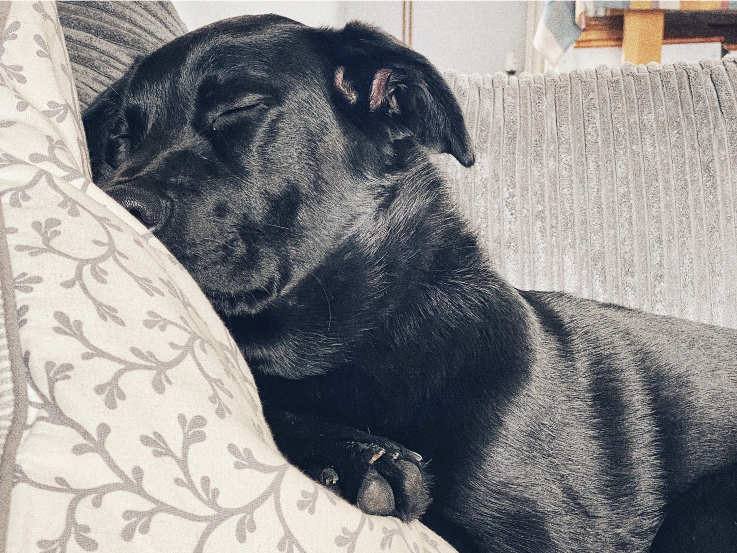 black lab on a sofa