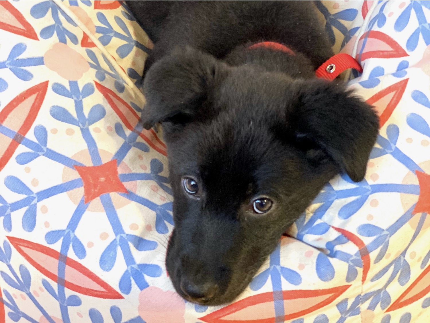 black lab puppy