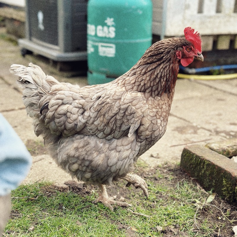 Suzy - the chicken