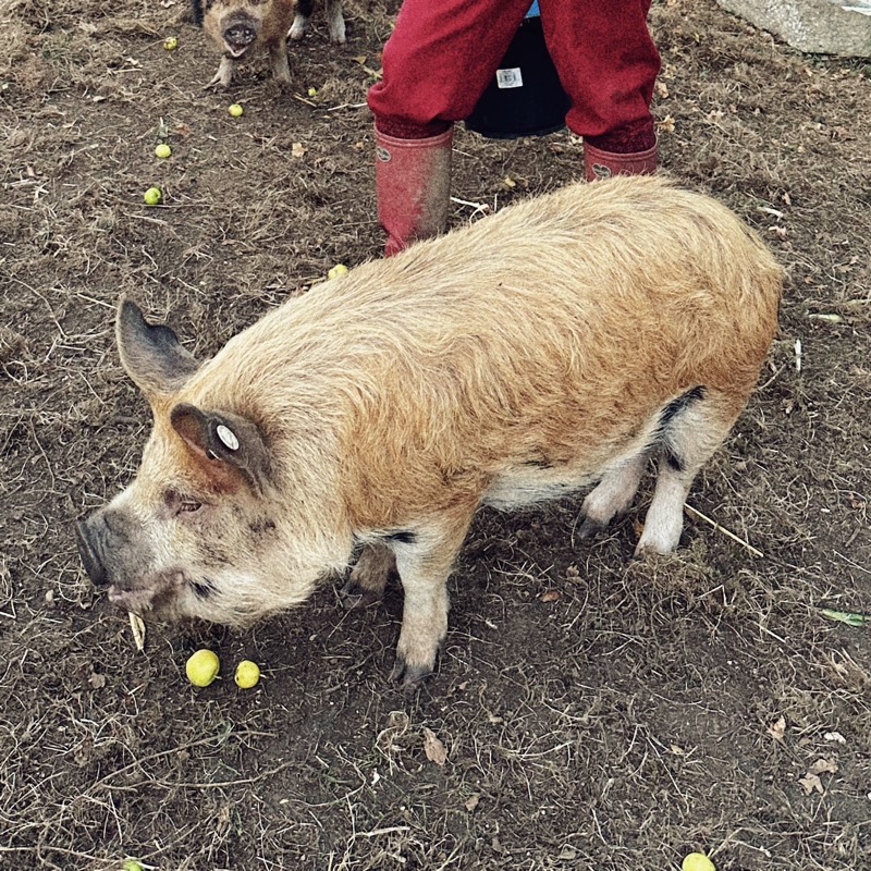 Ginger - the pig