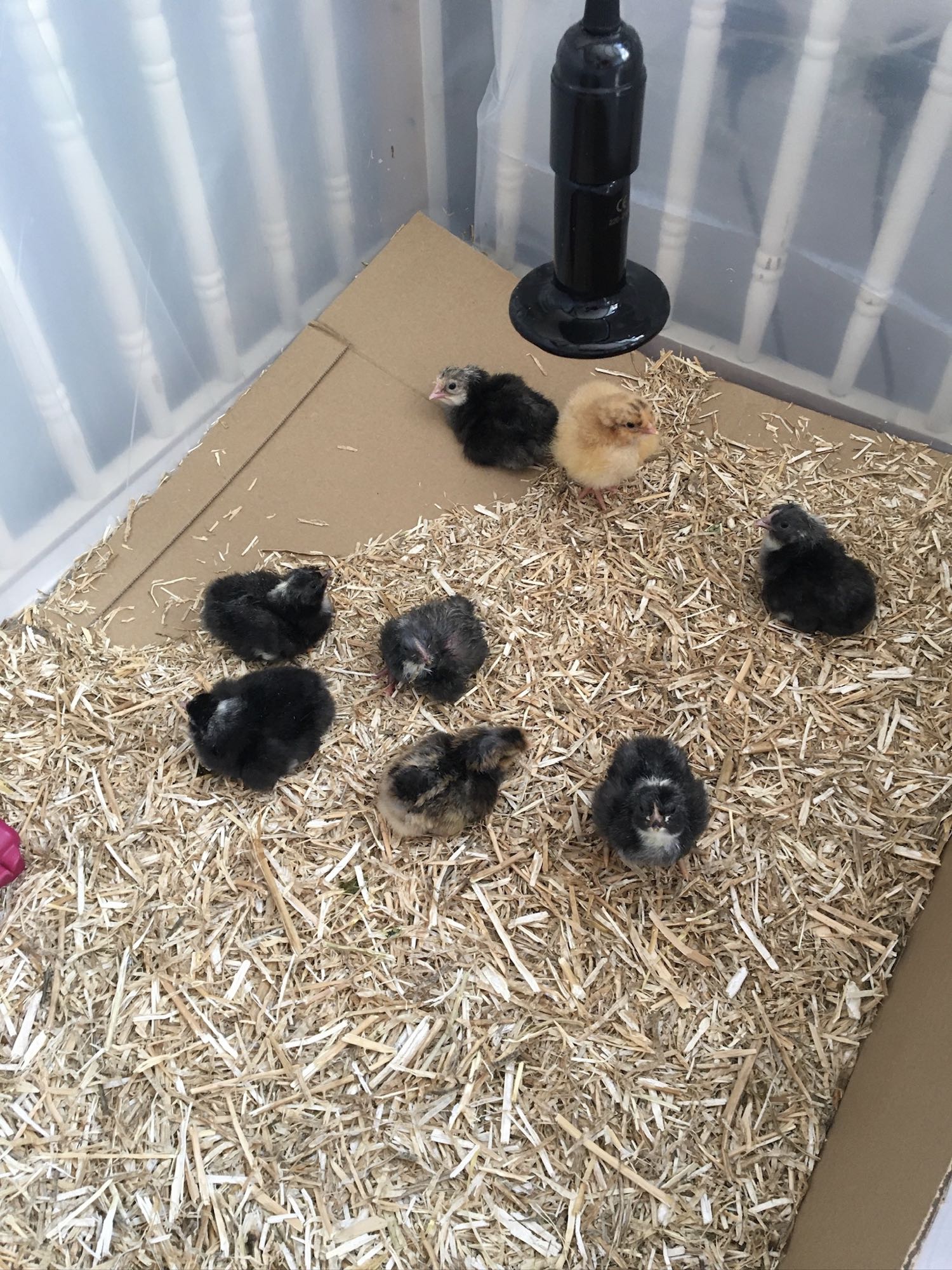 chick brooder ideas