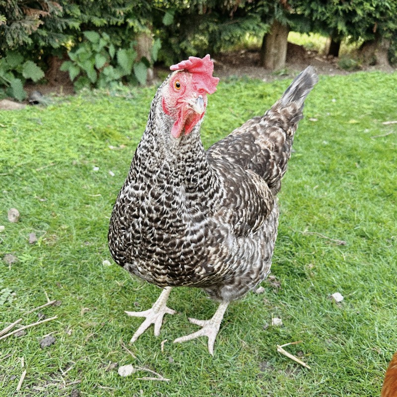 Fred - the chicken