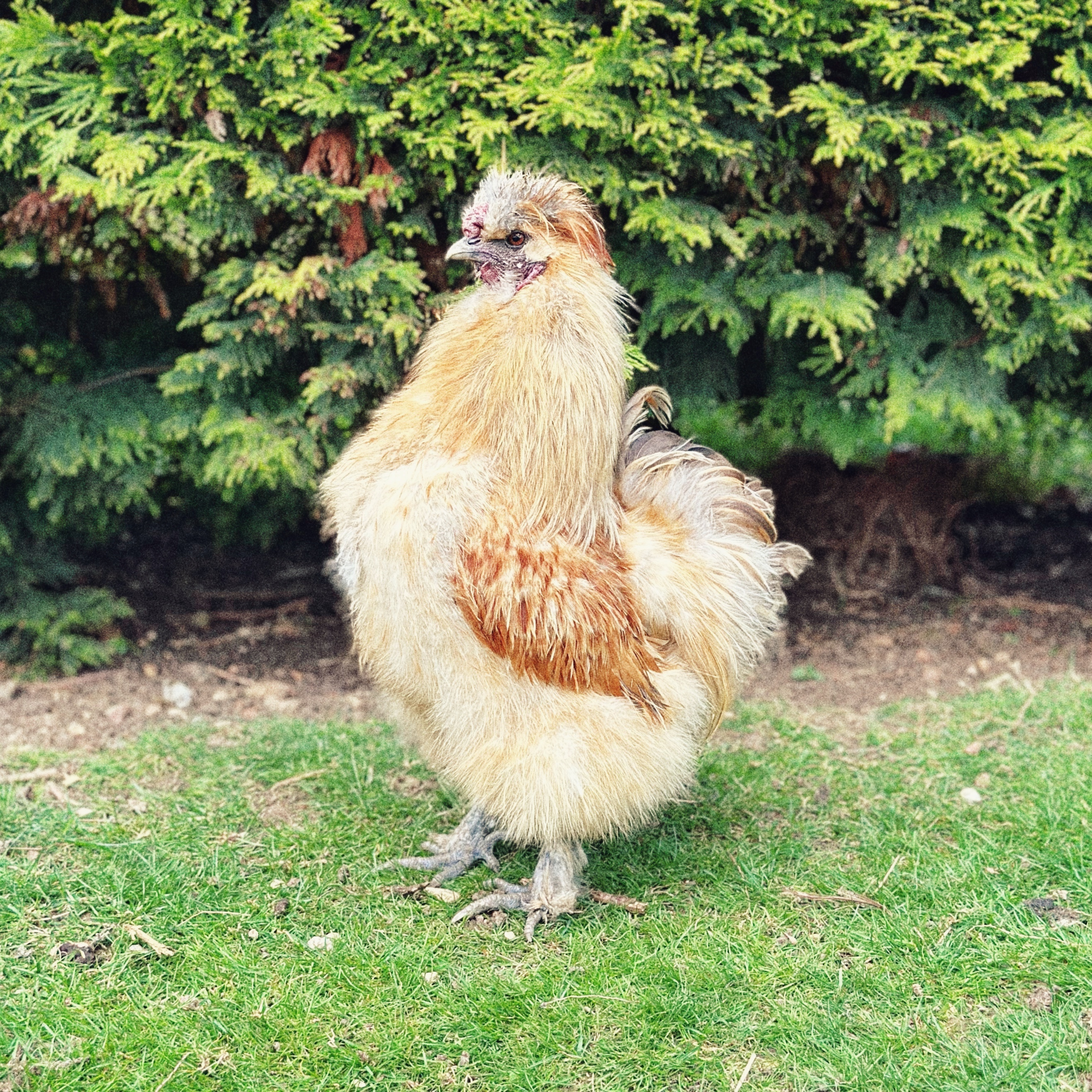 The cockerel - the male feminist