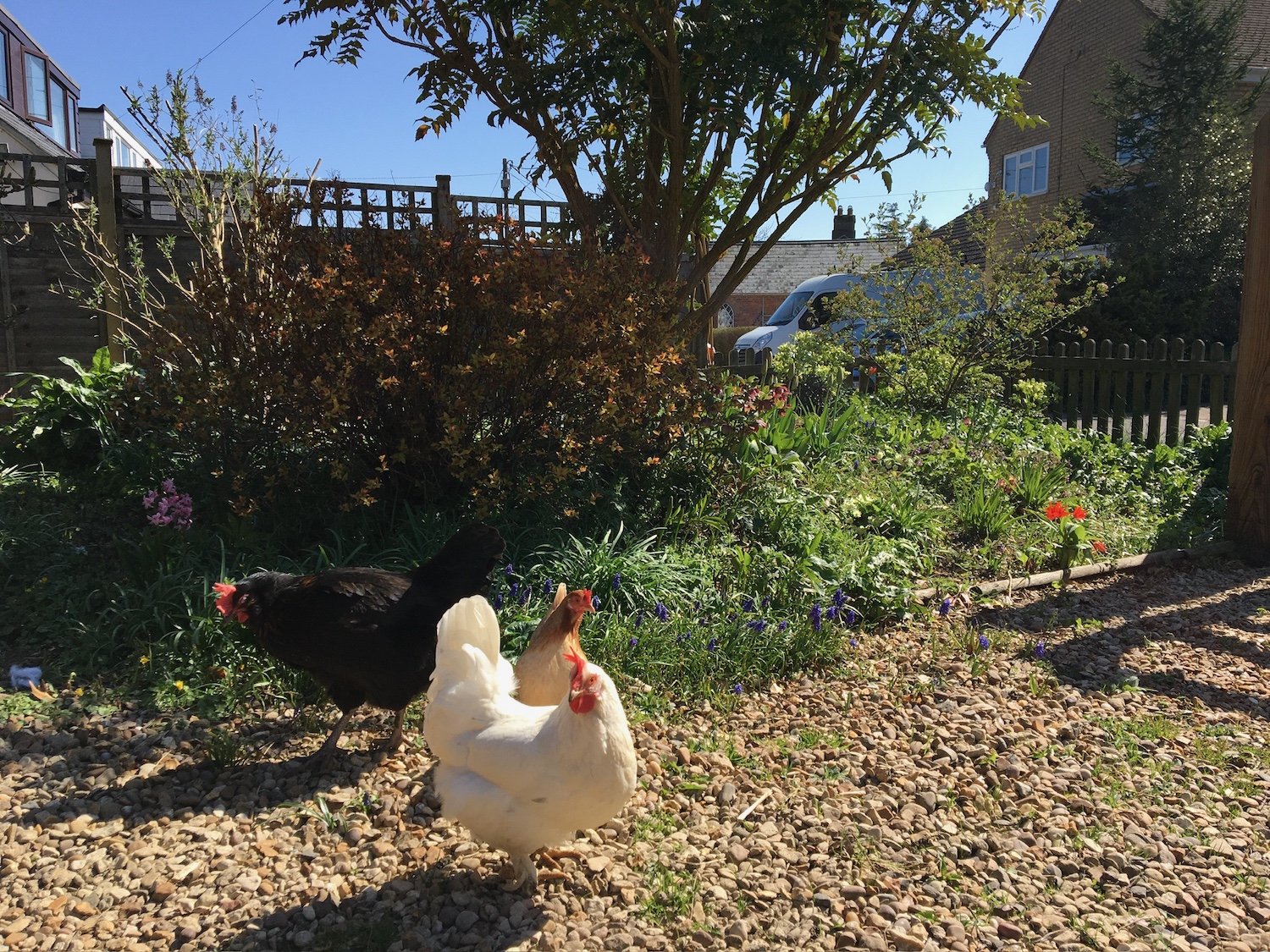 keeping chickens in the uk