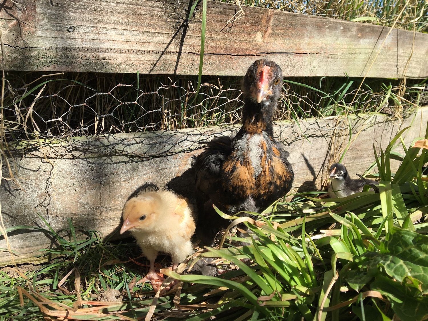 two little chicks in the garden