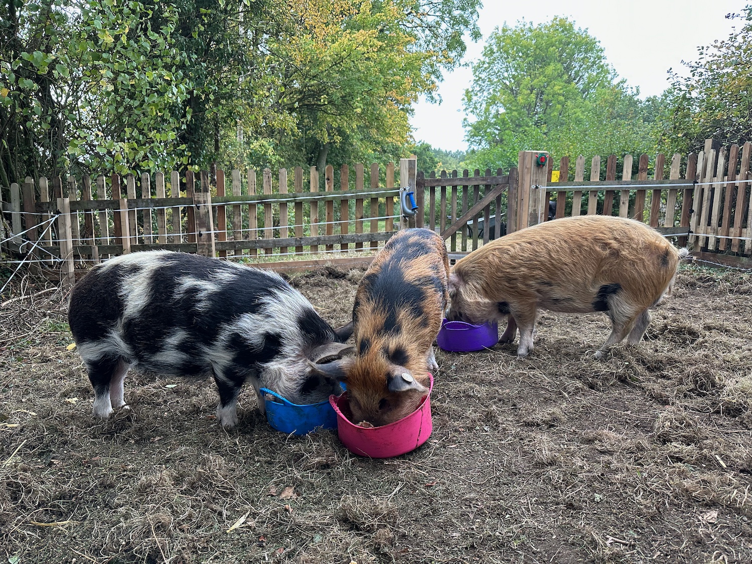 kune kune pigs eating