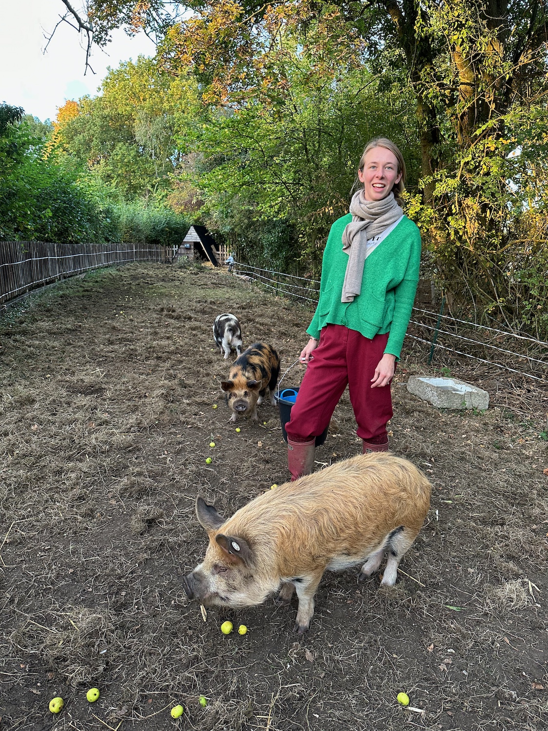 kune kune pigs in the uk