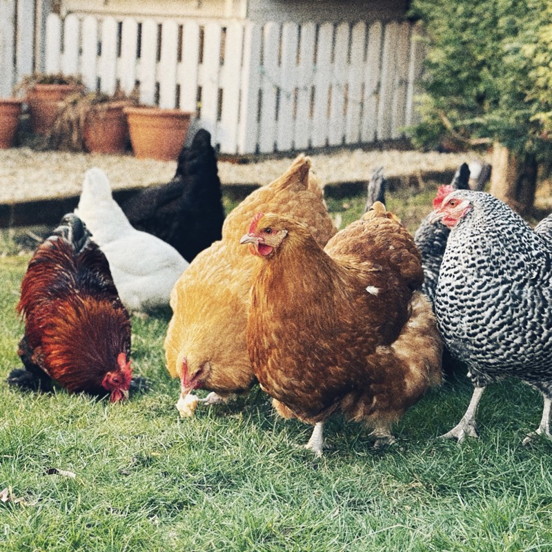 The Hens Blog